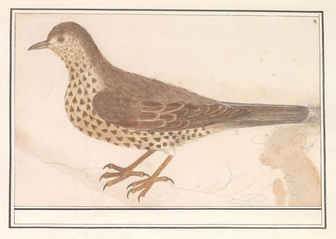 Anselmus Boëtius de Boodt - Grote lijster (Turdus viscivorus) of zanglijster (Turdus philomelos)