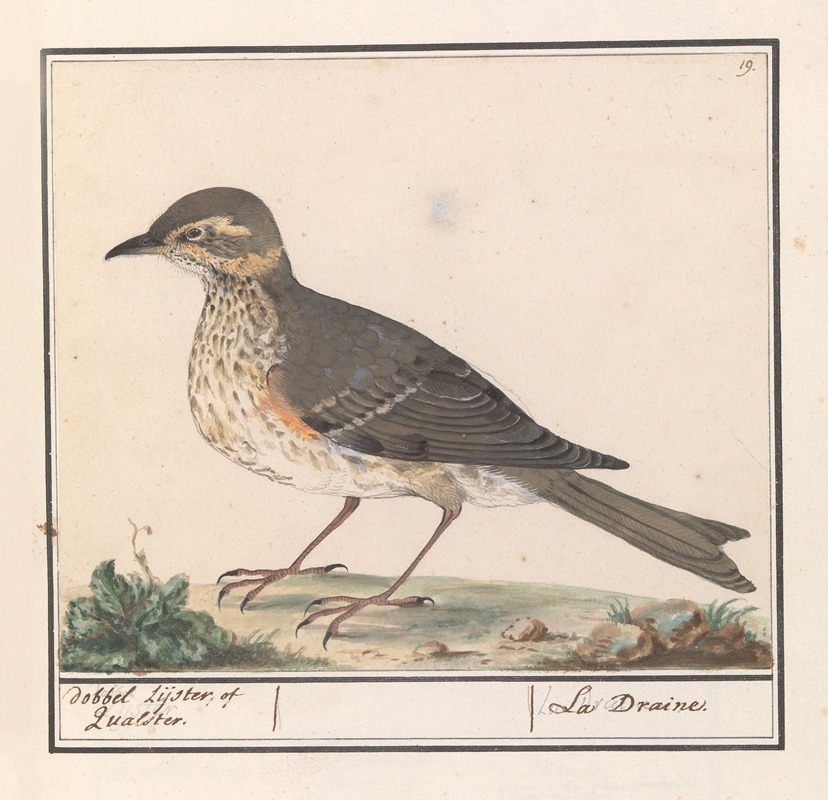 Anselmus Boëtius de Boodt - Grote Lijster (Turdus viscivorus)