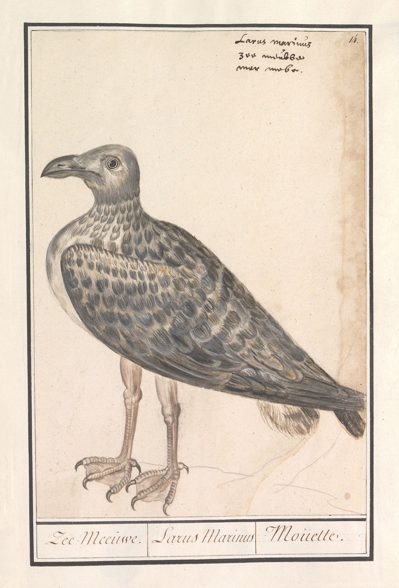 Anselmus Boëtius de Boodt - Grote mantelmeeuw (Larus marinus) of zilvermeeuw (Larus argentatus)