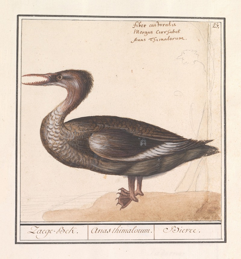 Anselmus Boëtius de Boodt - Grote zaagbek (Mergus merganser)