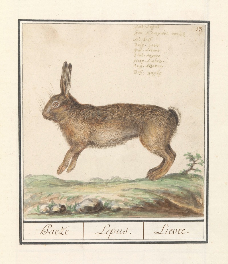 Anselmus Boëtius de Boodt - Haas (Lepus europaeus) Haeze Lepus. Lievre