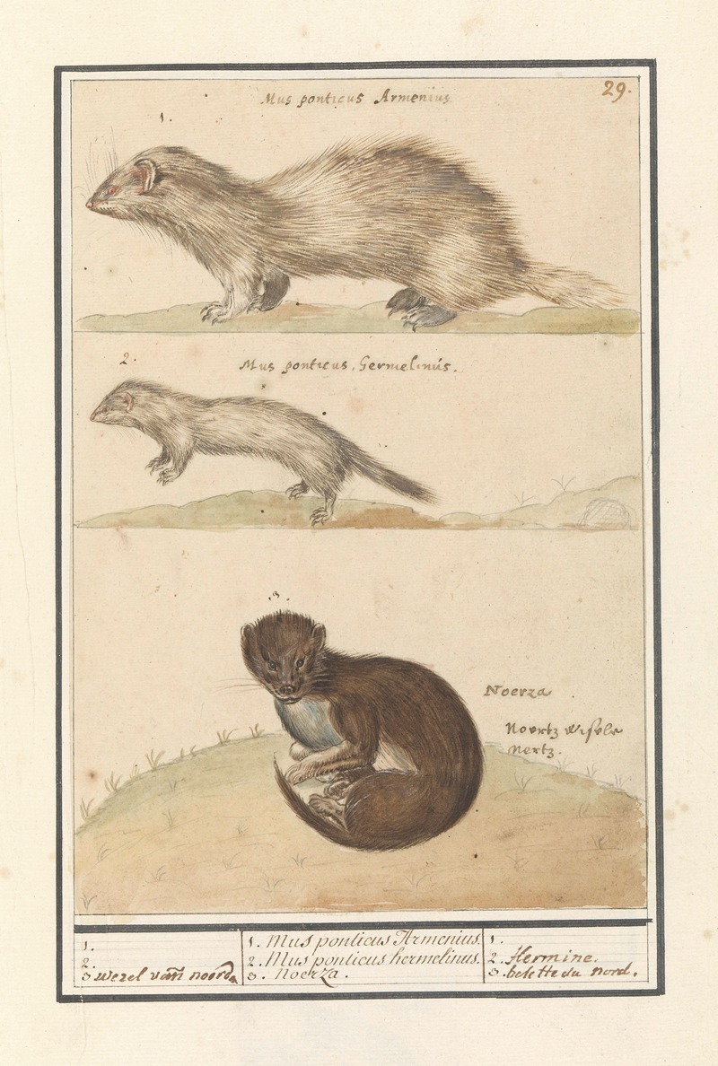 Anselmus Boëtius de Boodt - Hermelijn (Mustela erminea) en nerts (Mustela lutreola)