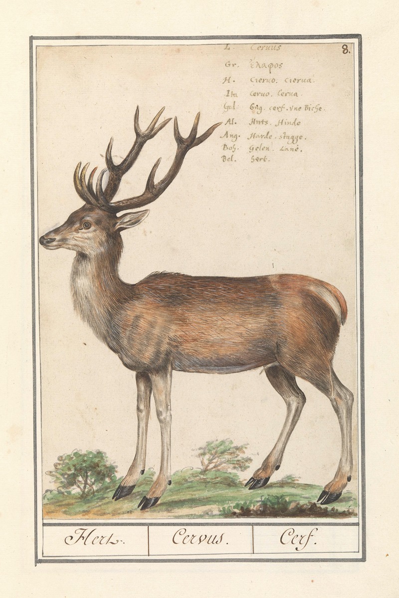 Anselmus Boëtius de Boodt - Hert (Cervidae) Hert. Cervus. Cerf.