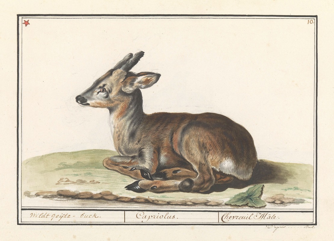 Anselmus Boëtius de Boodt - Hert (Cervidae) Wildt geijte-buck. Capriolus. Chevreuil Mâle.