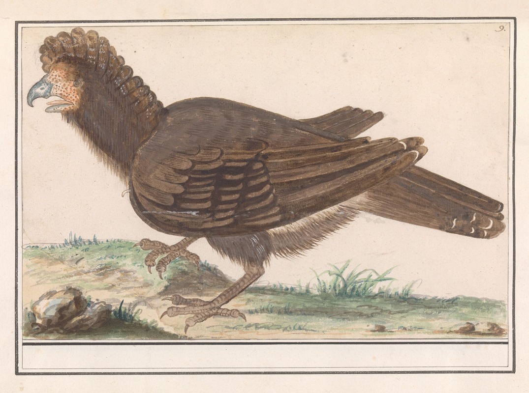 Anselmus Boëtius de Boodt - Hoendervogel (Galliformes)