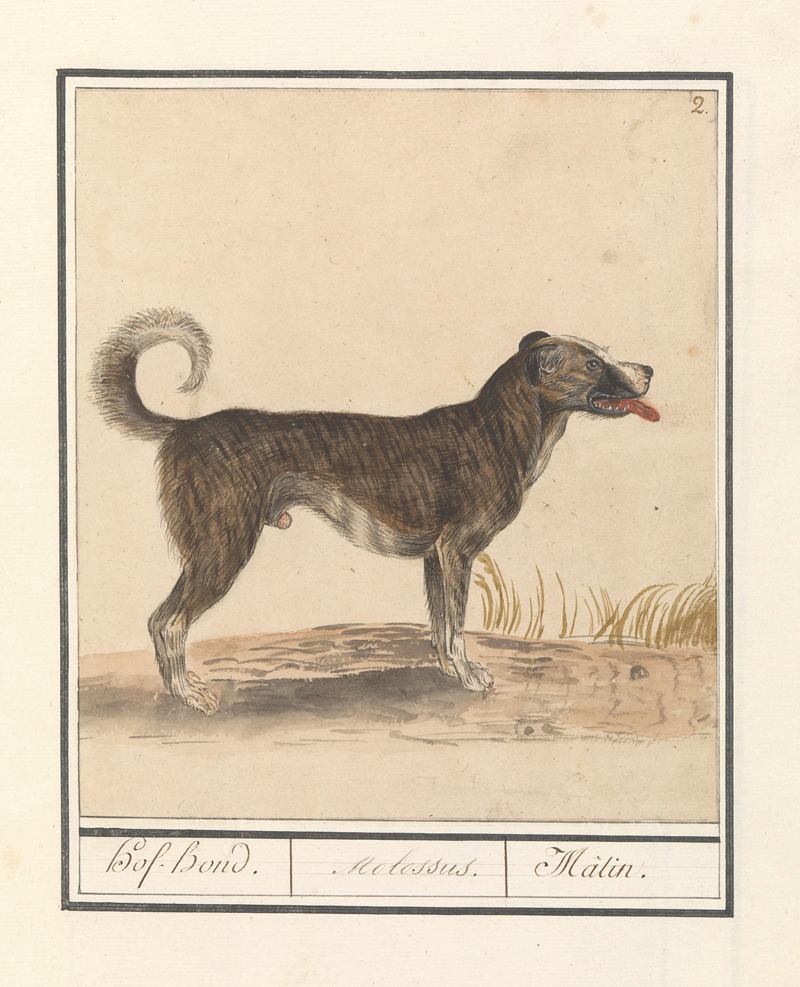 Anselmus Boëtius de Boodt - Hond (Canis lupus familiaris) Hof-Hond. Molossus. Mâtin.