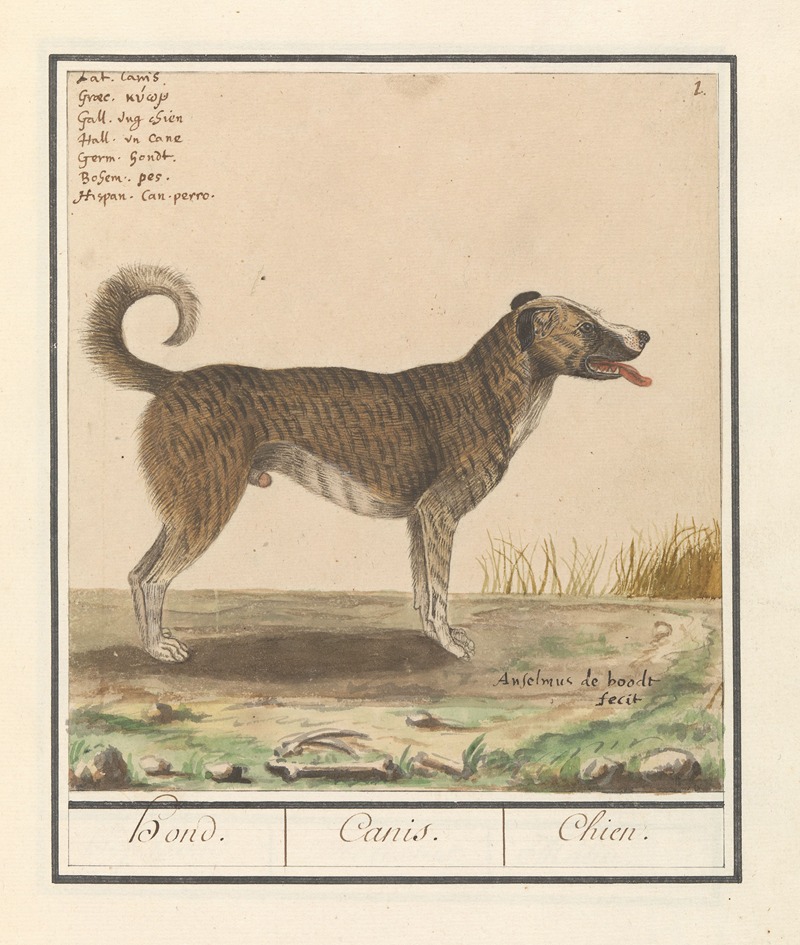 Anselmus Boëtius de Boodt - Hond (Canis lupus familiaris)