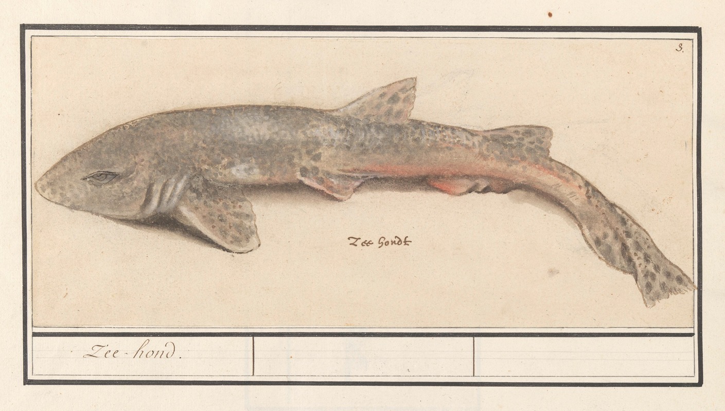 Anselmus Boëtius de Boodt - Hondshaai (Scyliorhinus canicula) Zee-hond