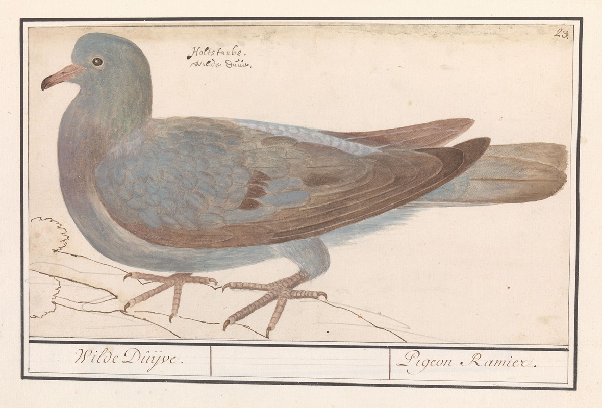 Anselmus Boëtius de Boodt - Houtduif (Columba palumbus)