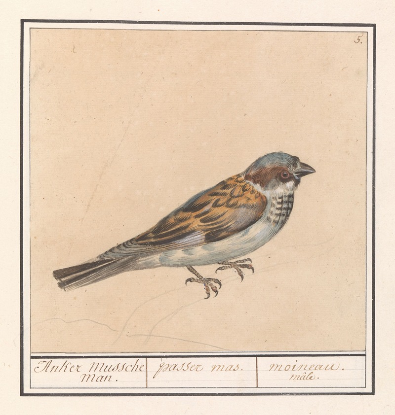 Anselmus Boëtius de Boodt - Huismus (Passer domesticus)