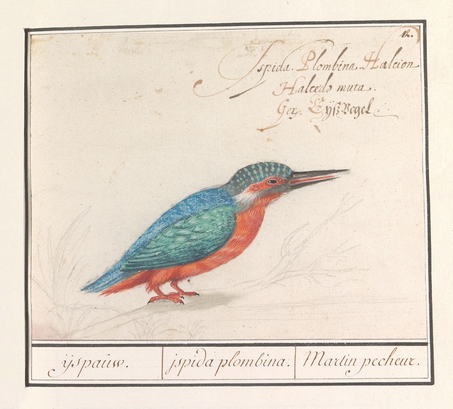 Anselmus Boëtius de Boodt - IJsvogel (Alcedo atthis)