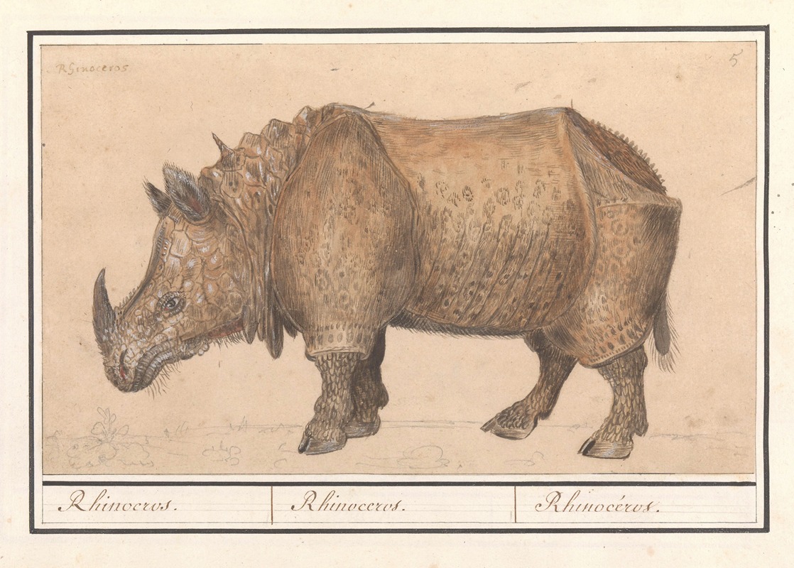 Anselmus Boëtius de Boodt - Indische neushoorn (Rhinoceros unicornis) Rhinocerus. Rhinoceros. Rhinocéros.