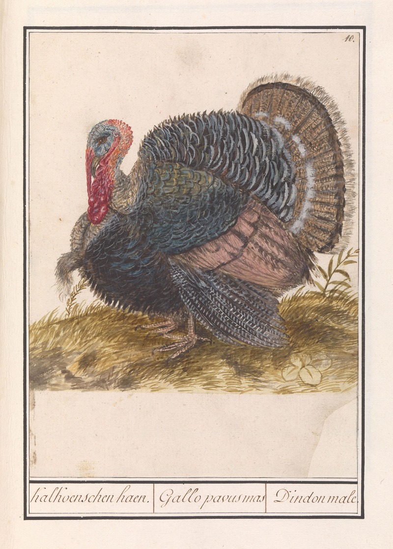 Anselmus Boëtius de Boodt - Kalkoen (Meleagris gallopavo).