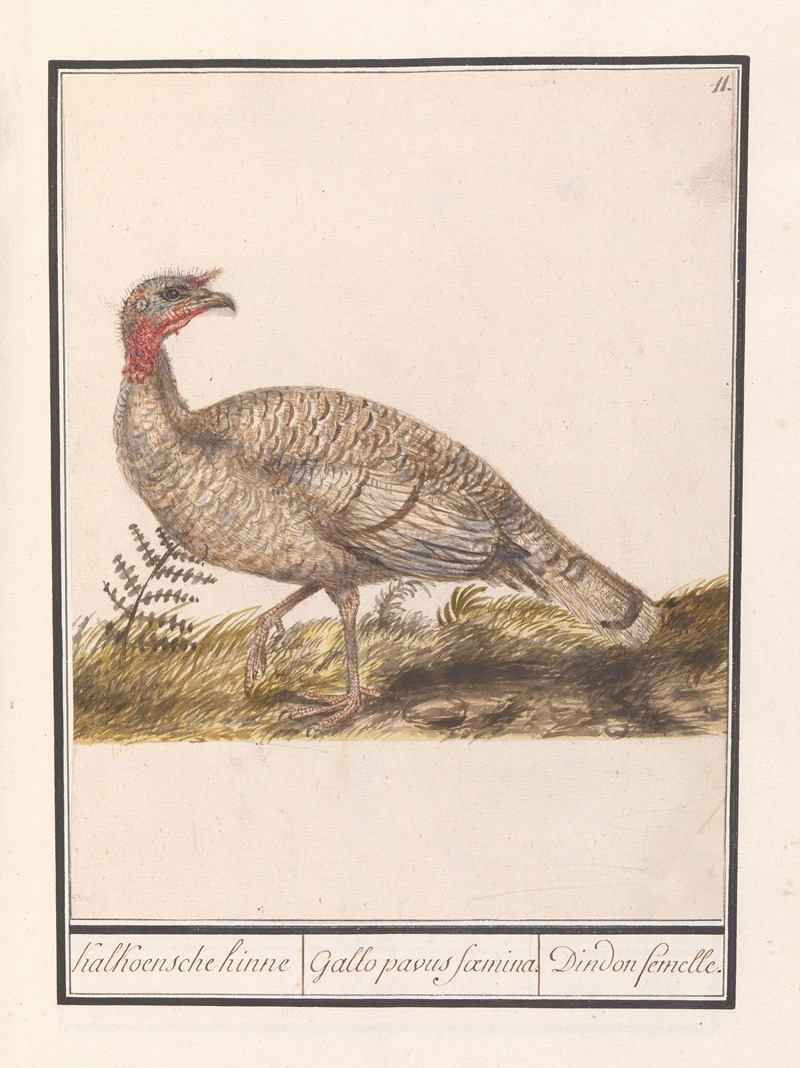 Anselmus Boëtius de Boodt - Kalkoen (Meleagris gallopavo)