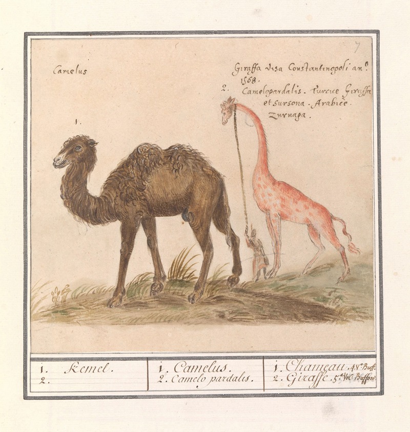 Anselmus Boëtius de Boodt - Kameel (Camelus ferus bactrianus) en giraffe (Giraffa)