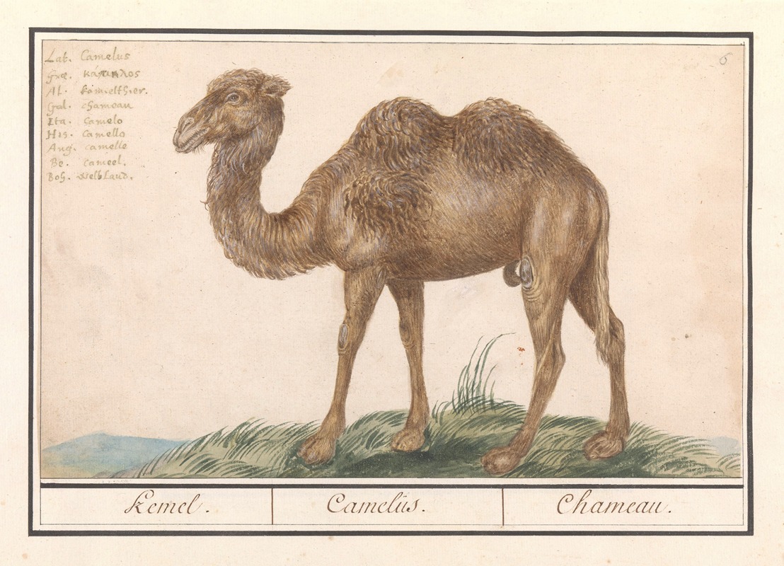 Anselmus Boëtius de Boodt - Kameel (Camelus ferus bactrianus) Kemel. Camelus. Chameau.