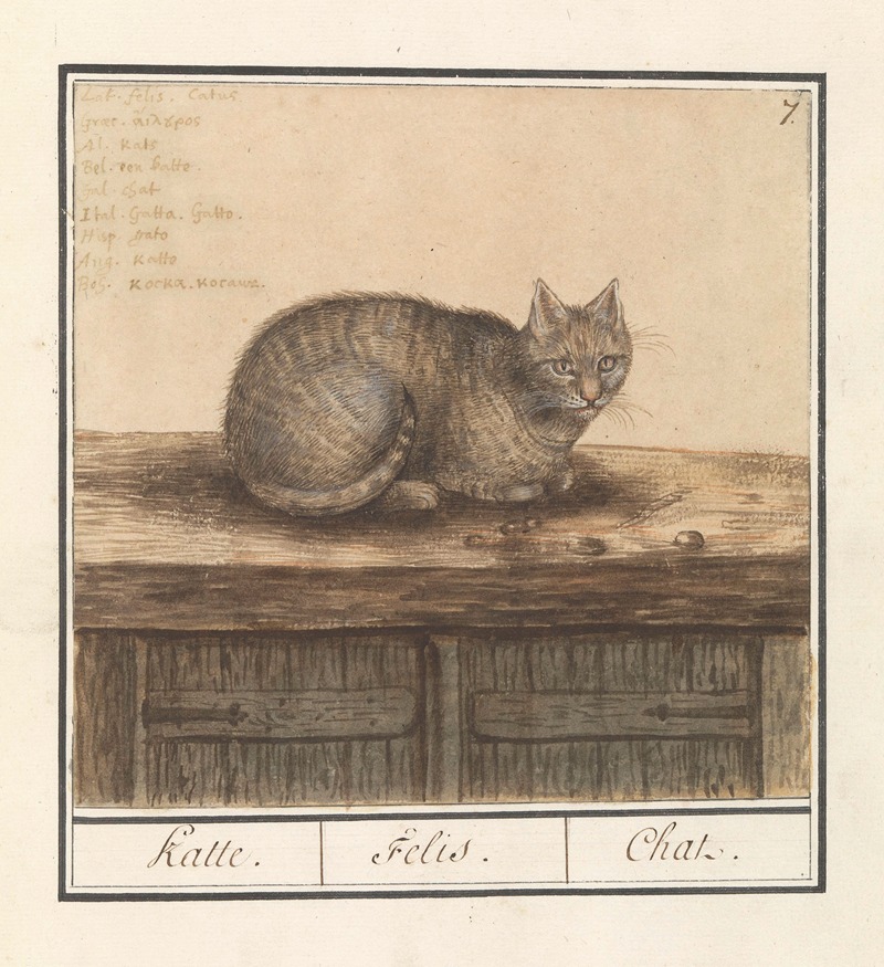 Anselmus Boëtius de Boodt - Kat (Felis catus) Katte. Felis. Chat.