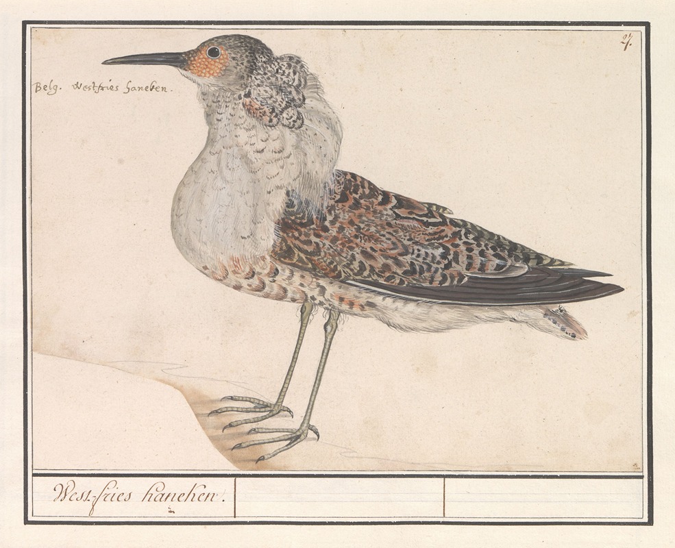 Anselmus Boëtius de Boodt - Kemphaan (Philomachus pugnax).