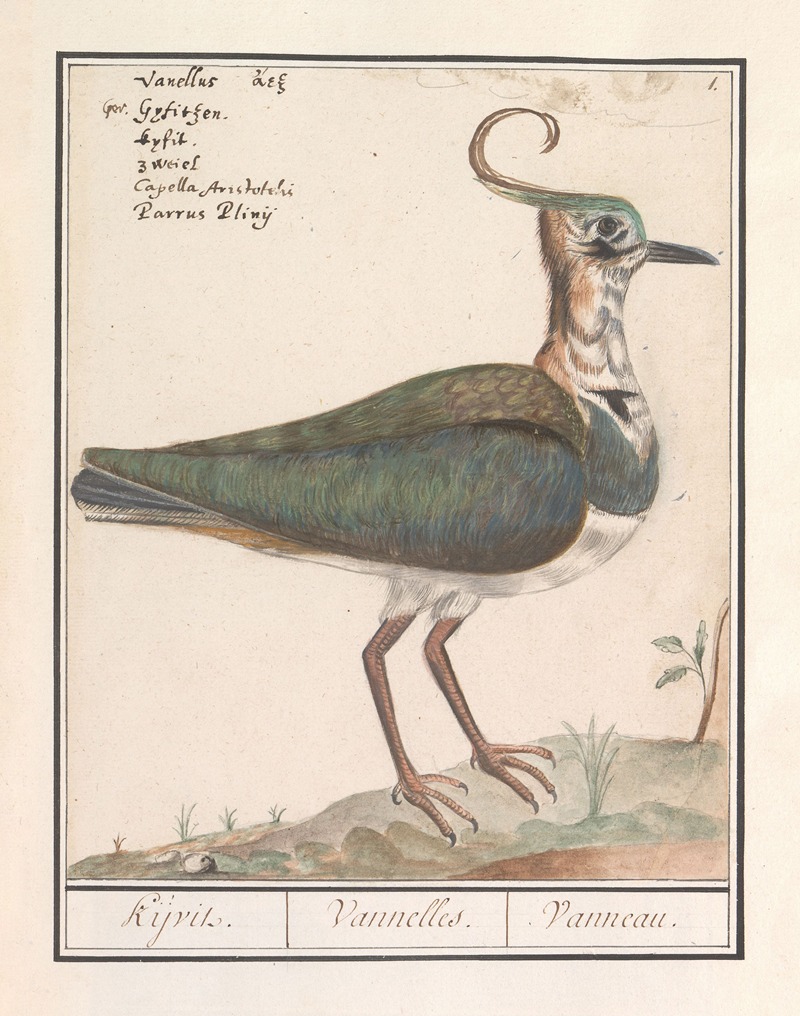 Anselmus Boëtius de Boodt - Kievit (Vanellus vanellus)