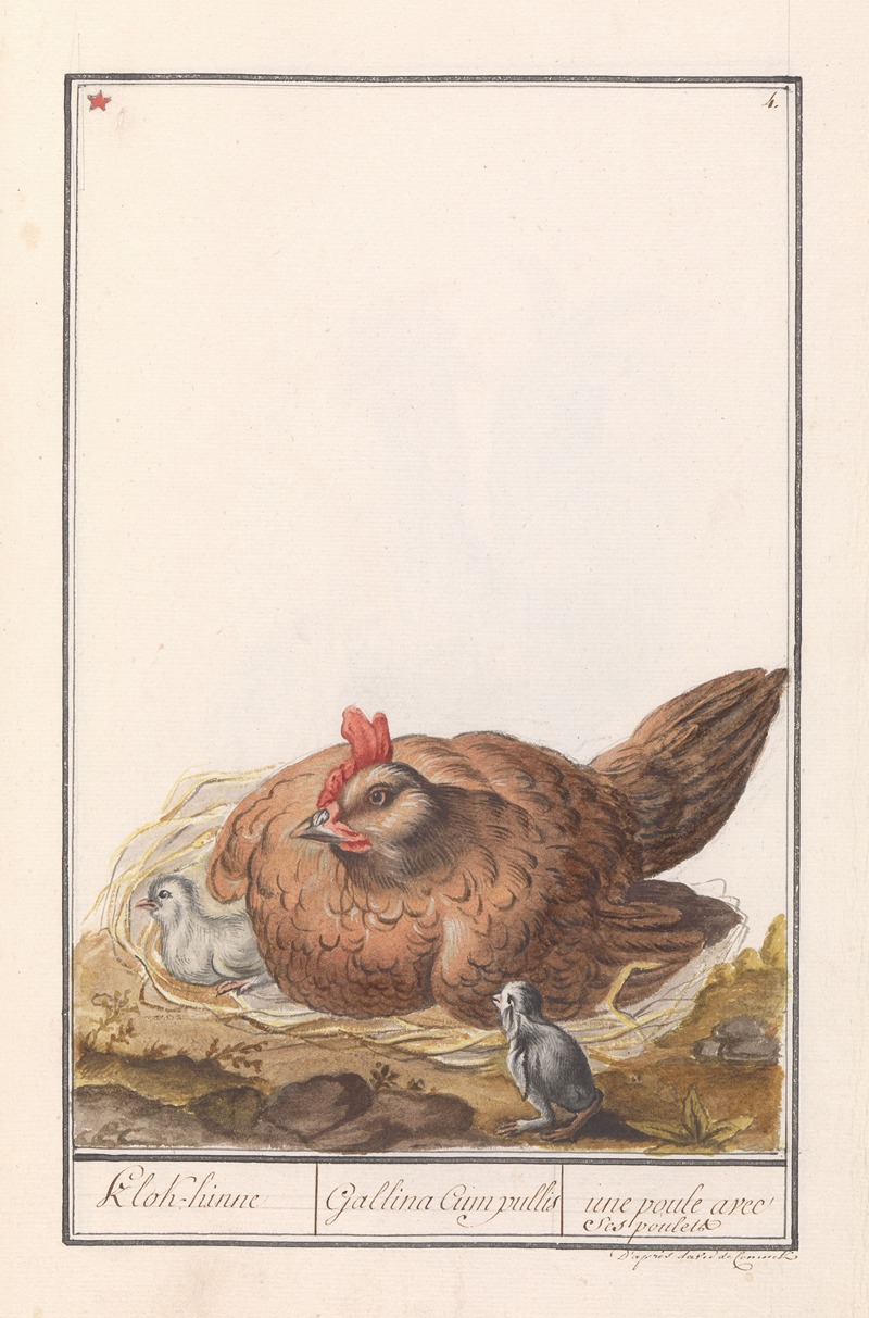 Anselmus Boëtius de Boodt - Kip (Gallus gallus domesticus) met kuikens