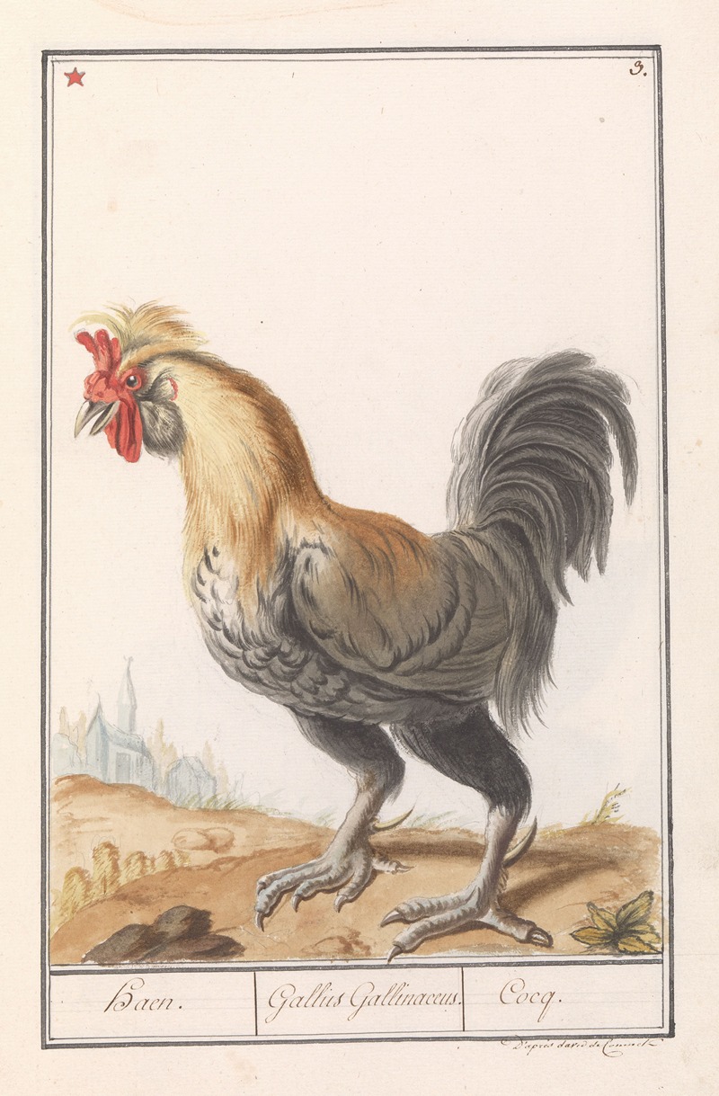 Anselmus Boëtius de Boodt - Kip (Gallus gallus domesticus)