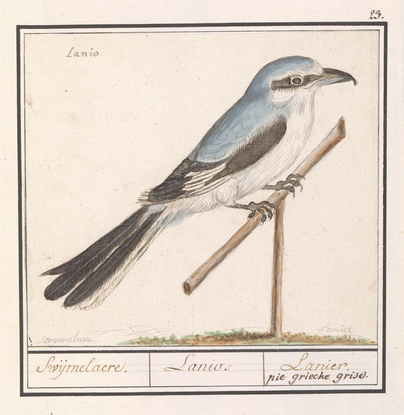 Anselmus Boëtius de Boodt - Klapekster (Lanius excubitor) Swijmelaere. Lanio. Lanier. pie grieche grise