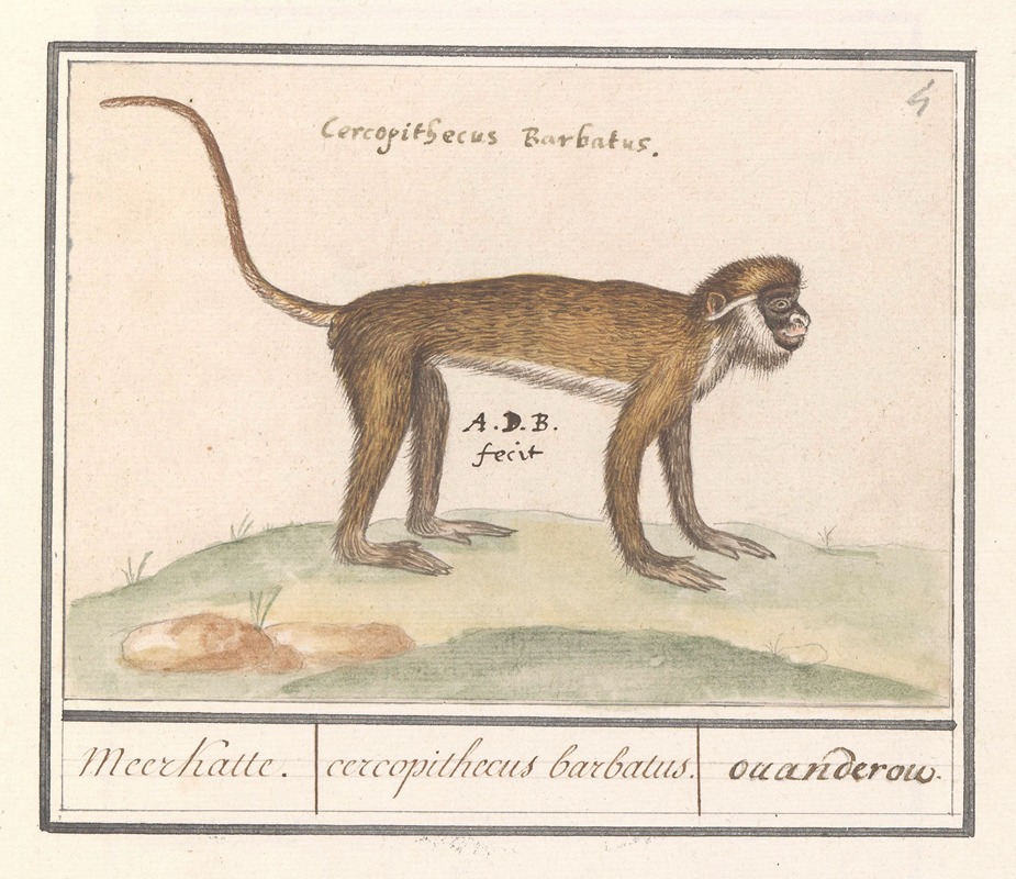 Anselmus Boëtius de Boodt - Kleine witneusmeerkat (Cercopithecus petaurista) Meerkatte. cercopithecus barbatus. ouanderou