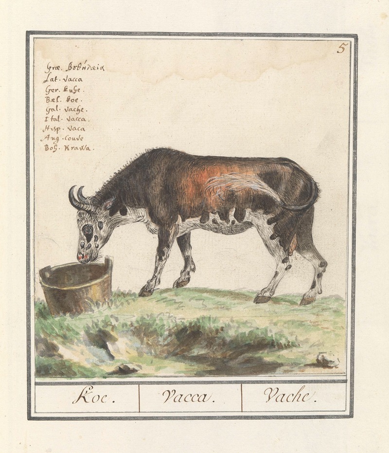 Anselmus Boëtius de Boodt - Koe (Bos taurus) Koe. Vacca. Vache..