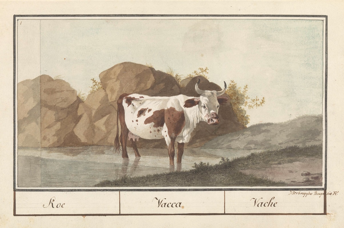 Anselmus Boëtius de Boodt - Koe (Bos taurus) Koe. Vacca. Vache.