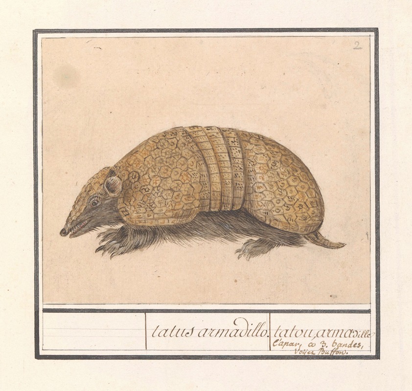 Anselmus Boëtius de Boodt - Kogelgordeldier (Tolypeutes matacus) tatus armadillo. tatou, armadille l’apar, co 3. bandes, voyez Buffon