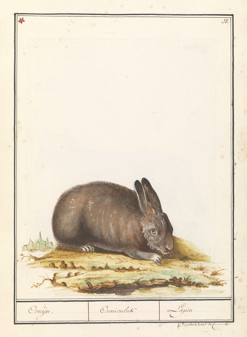 Anselmus Boëtius de Boodt - Konijn (Oryctolagus cuniculus) Conijn. Cuniculus Lapin.