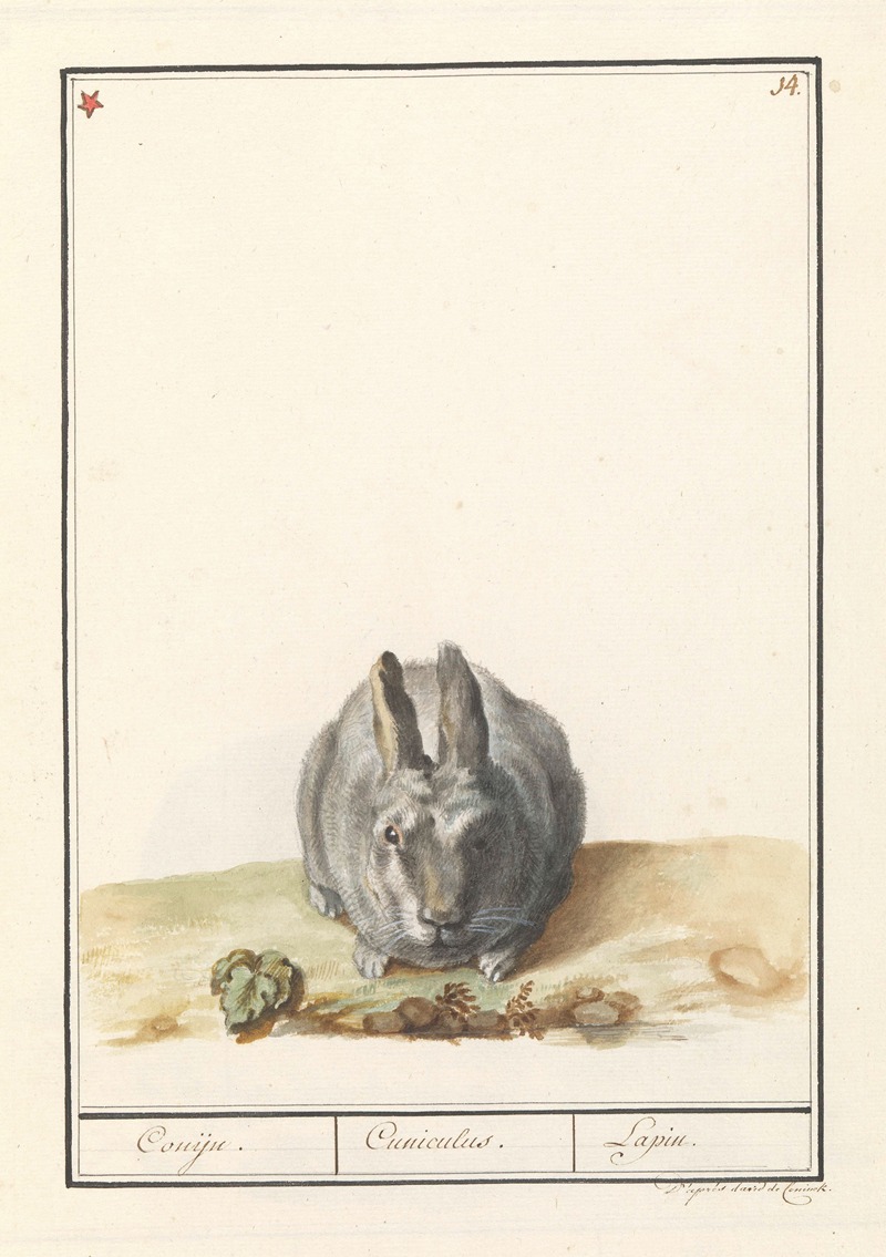 Anselmus Boëtius de Boodt - Konijn (Oryctolagus cuniculus) Conijn. Cuniculus. Lapin.