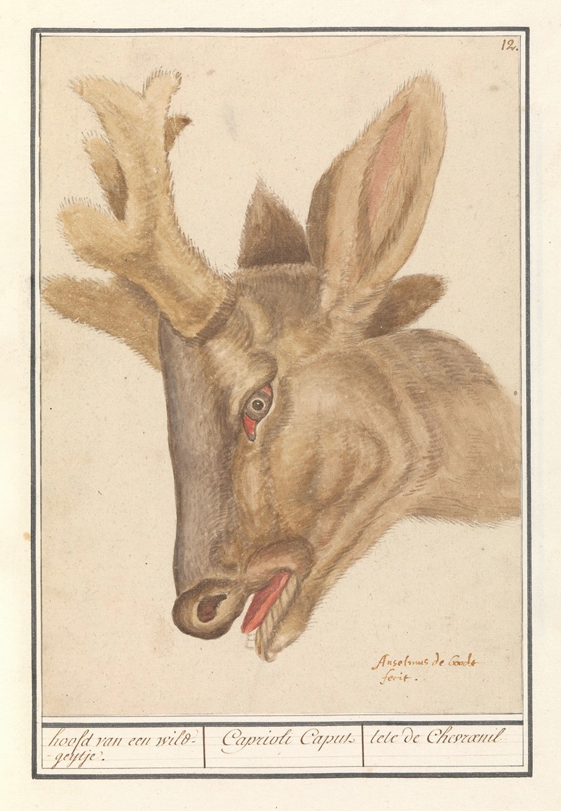 Anselmus Boëtius de Boodt - Kop van een hert (Cervidae) hoofd van een wild-geijtje. Caprioli Caput tete de Chevraeuil