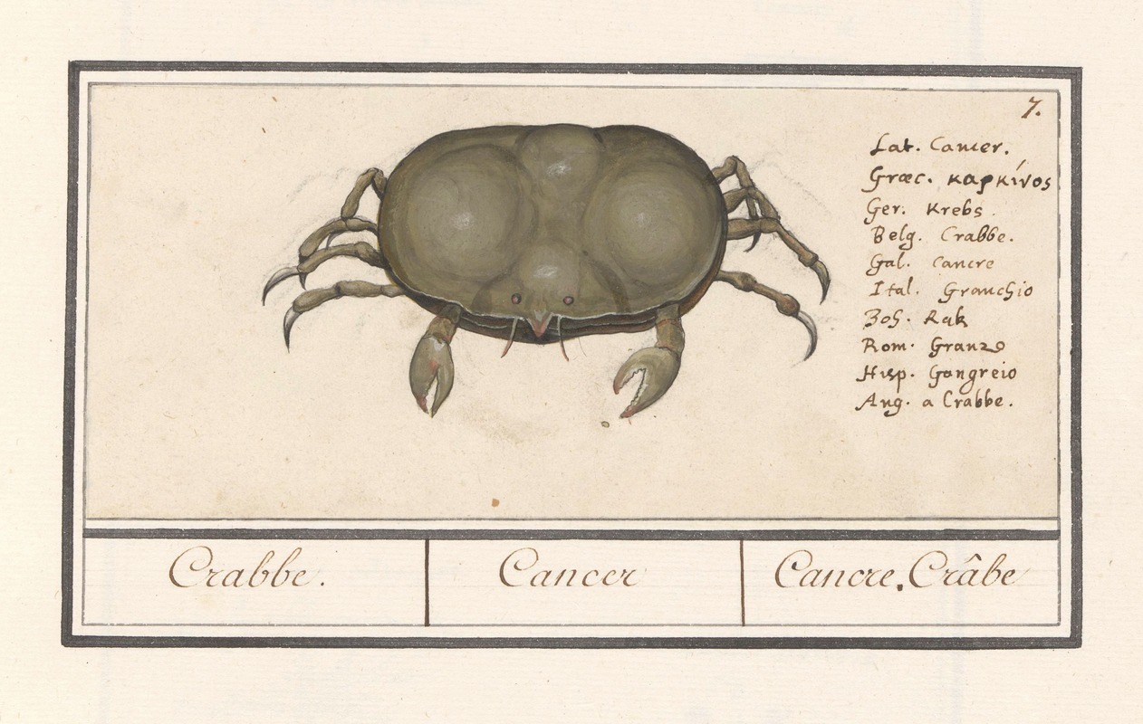 Anselmus Boëtius de Boodt - Krab (Cancer) Crabbe. Cancer Cancre, Crâbe