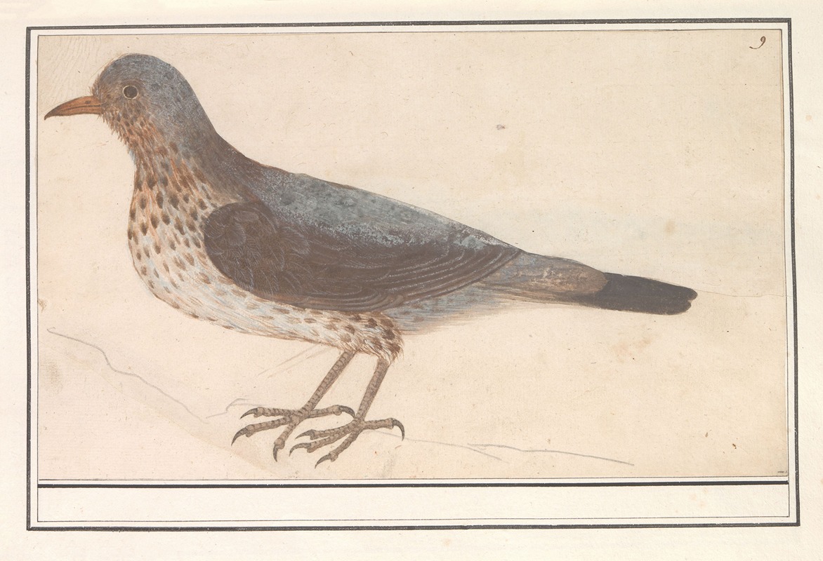 Anselmus Boëtius de Boodt - Kramsvogel (Turdus pilaris)