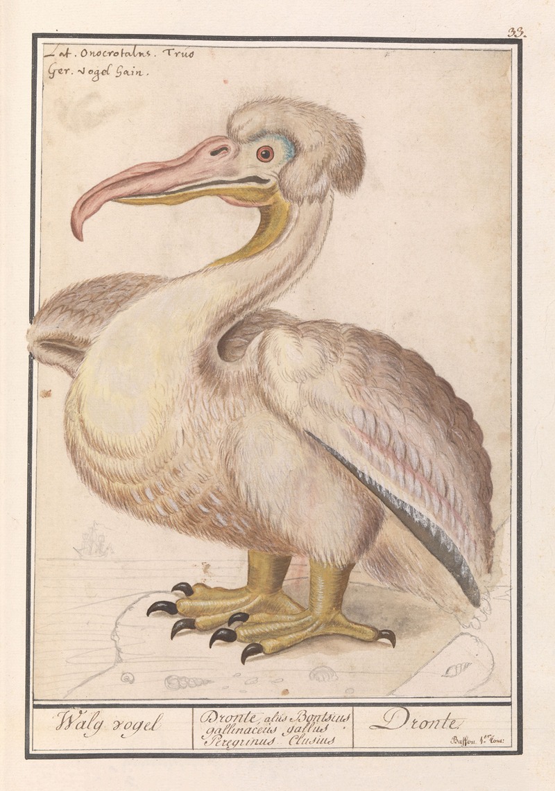 Anselmus Boëtius de Boodt - Kroeskoppelikaan (Pelecanus crispus)