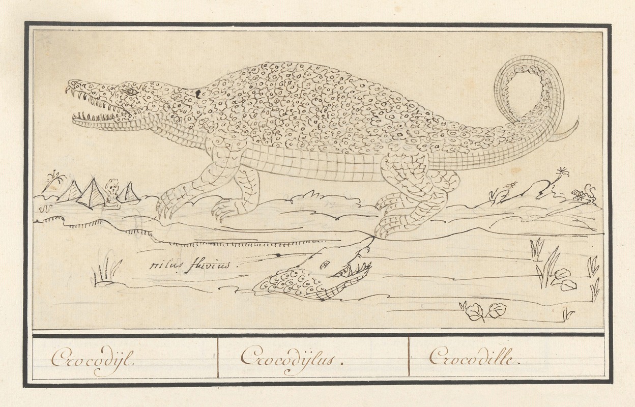 Anselmus Boëtius de Boodt - Krokodil (Crocodylidae) Crocodijl. Crocodijlus. Crocodille.