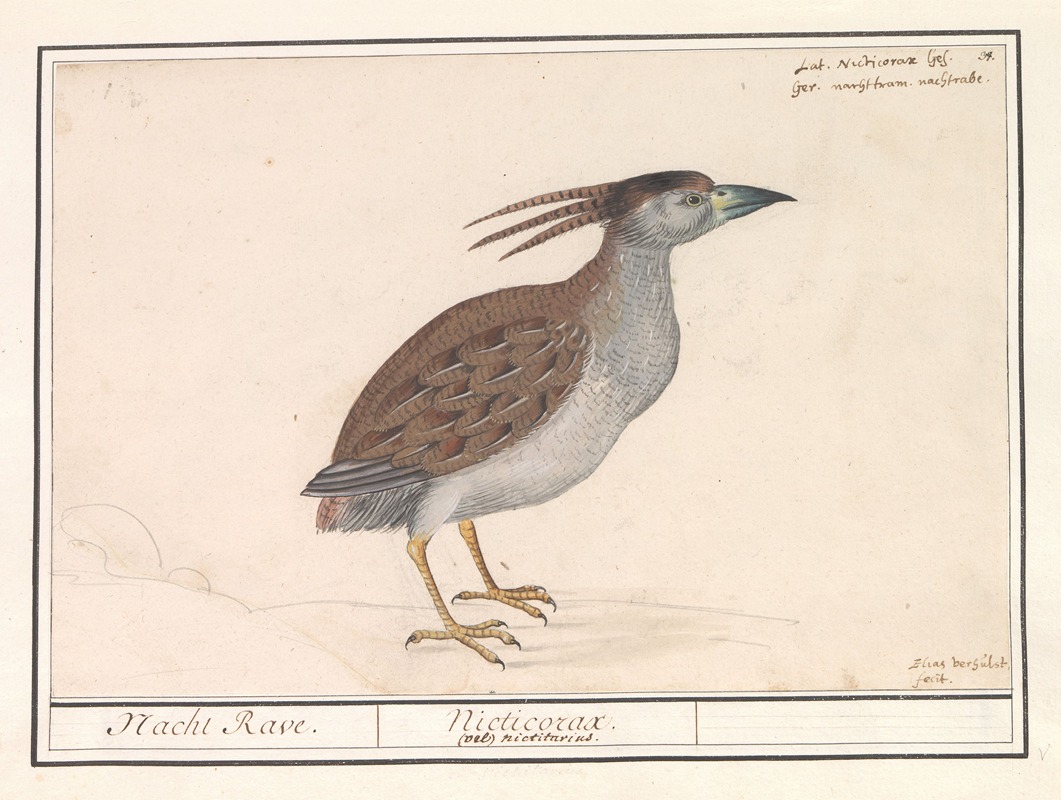 Anselmus Boëtius de Boodt - Kwak (Nycticorax nycticorax).