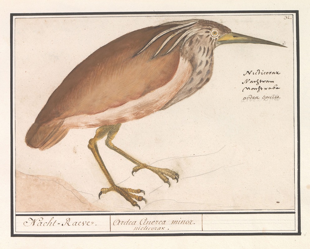 Anselmus Boëtius de Boodt - Kwak (Nycticorax nycticorax)