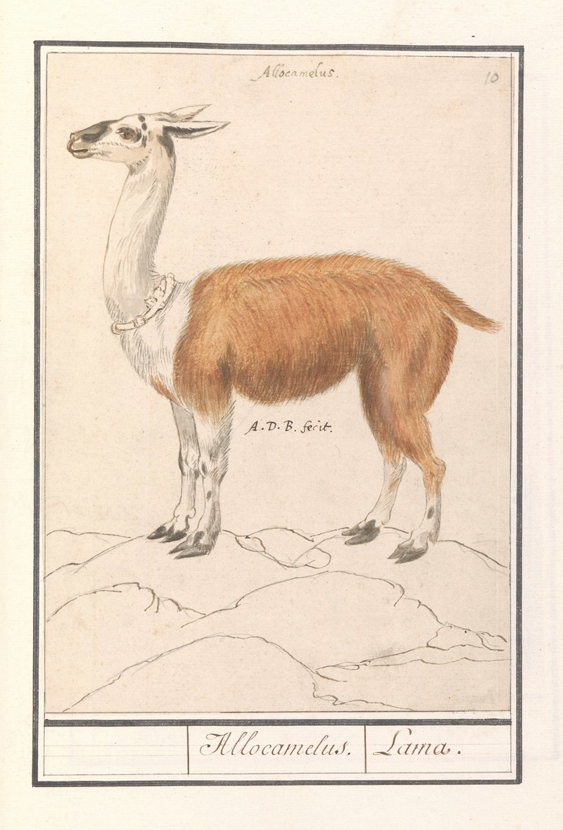 Anselmus Boëtius de Boodt - Lama (Lama glama) Allocamelus. Lama