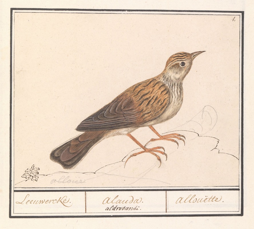 Anselmus Boëtius de Boodt - Leeuwerik (Alaudidae)