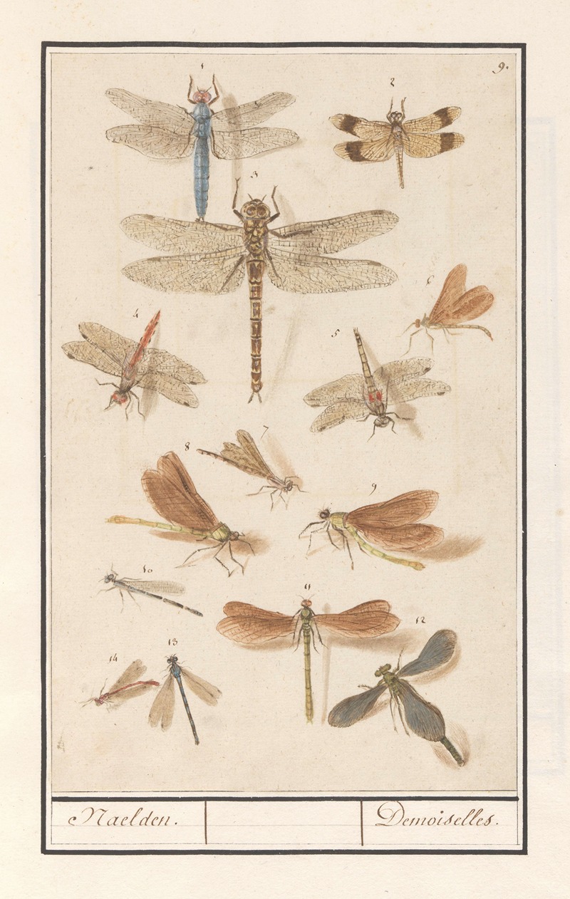 Anselmus Boëtius de Boodt - Libellen (Odonata) Naelden. Demoiselles.