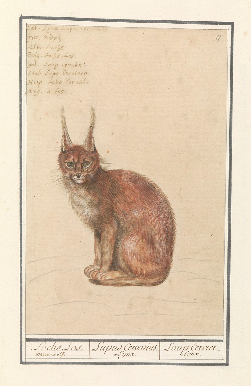 Anselmus Boëtius de Boodt - Lynx (Lynx lynx) Lochs. Los. weere-wolf. Lupus Cervarius. Lynx. Loup Cervier. Lynx.