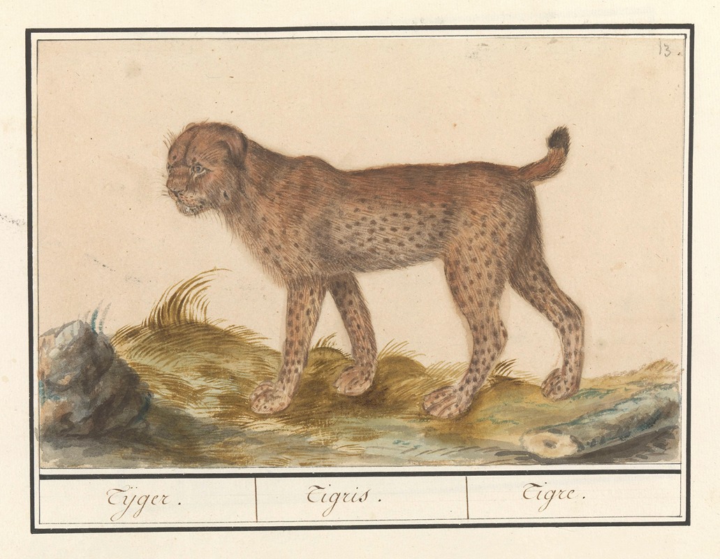 Anselmus Boëtius de Boodt - Lynx (Lynx lynx) Tijger. Tigris. Tigre.