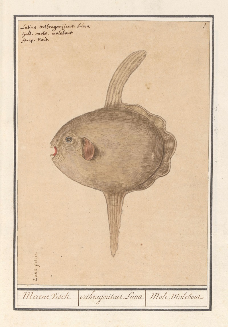 Anselmus Boëtius de Boodt - Maanvis (Mola mola) Maene Visch. orthragoriscus Luna. Mole Molebout