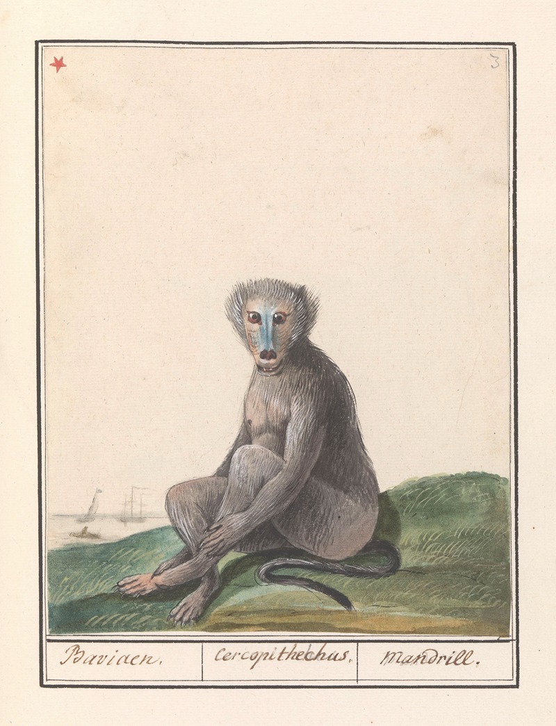 Anselmus Boëtius de Boodt - Mandril (Mandrillus sphinx) Baviaen. Cercopithechus. Mandrill