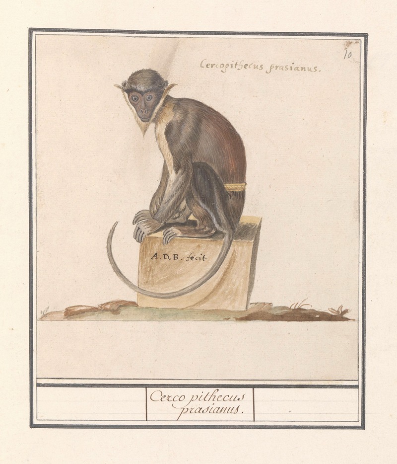 Anselmus Boëtius de Boodt - Meerkat (Cercopithecini) Cerco pithecus prasianus