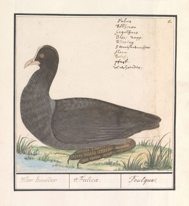 Anselmus Boëtius de Boodt - Meerkoet (Fulica atra)