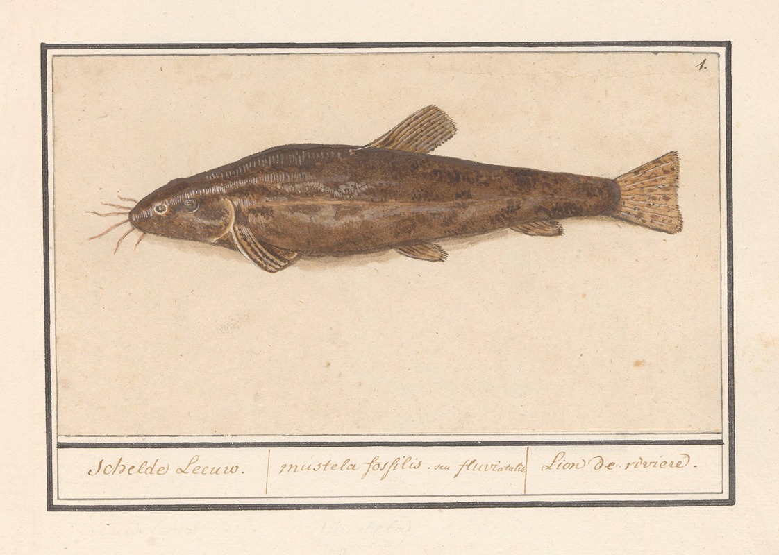 Anselmus Boëtius de Boodt - Meerval (Siluridae) Schelde Leeuw. mustela fosfilis. seu fluviatalis Lion de riviere