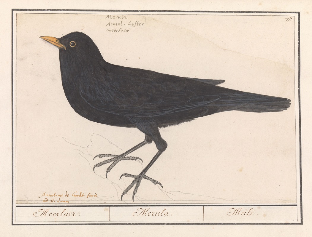 Anselmus Boëtius de Boodt - Merel (Turdus merula)